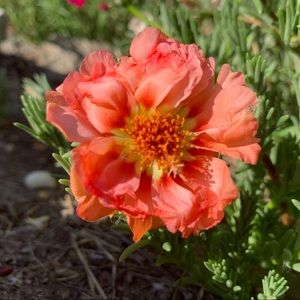 Meet your Posher, Evangeline